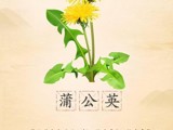 蒲公英