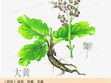 大黄